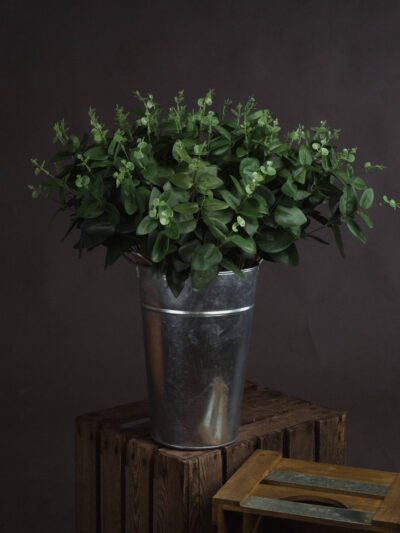 Cineraria Eucalyptus Spray