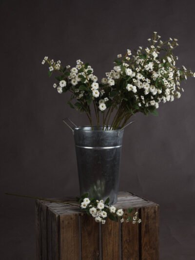 White Wild Meadow Rose