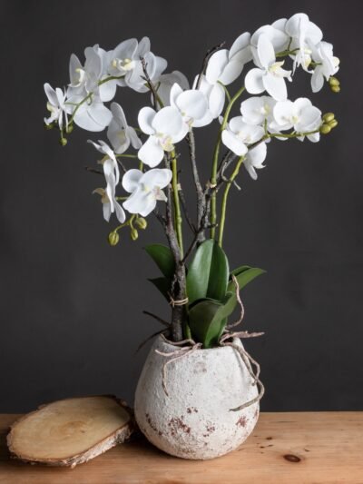 White Orchid In Stone Pot