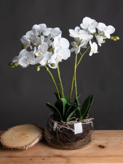 White Orchid In Glass Pot