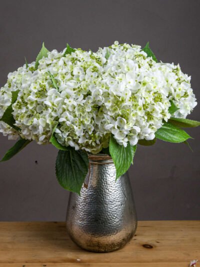 White Lace Cap Hydrangea