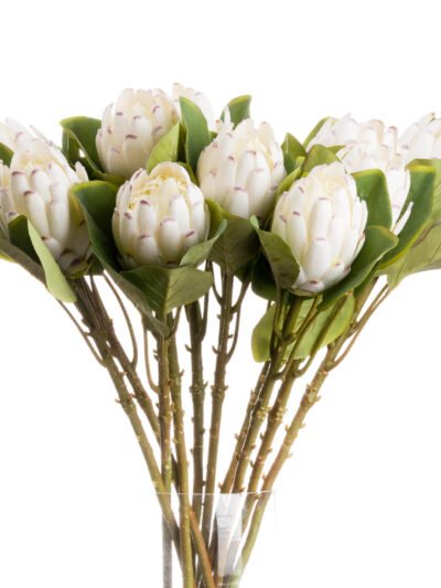 Closed White Protea