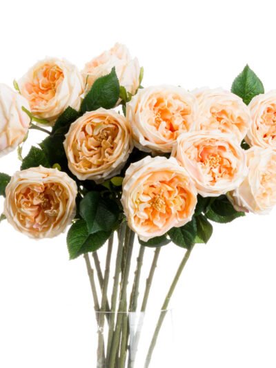 Butter Portland Rose