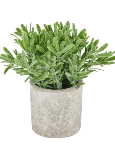 Buxus Plant In Stone Effect Pot