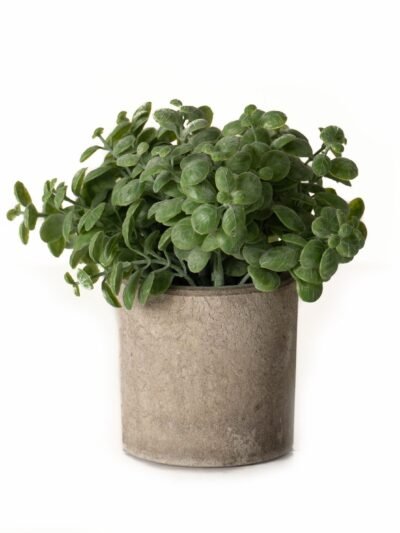 Basil Plant In Stone Effect Pot