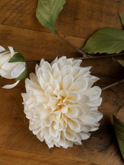 White Dahlia Stem