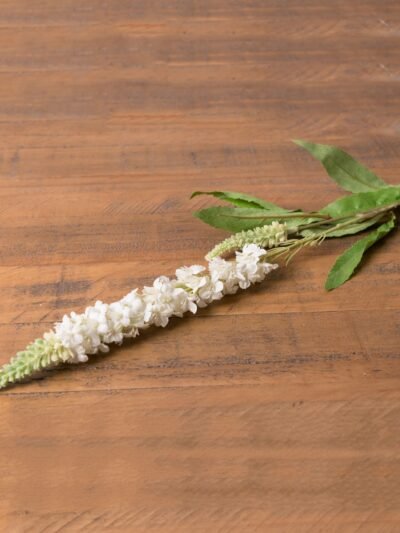 White Veronica Stem