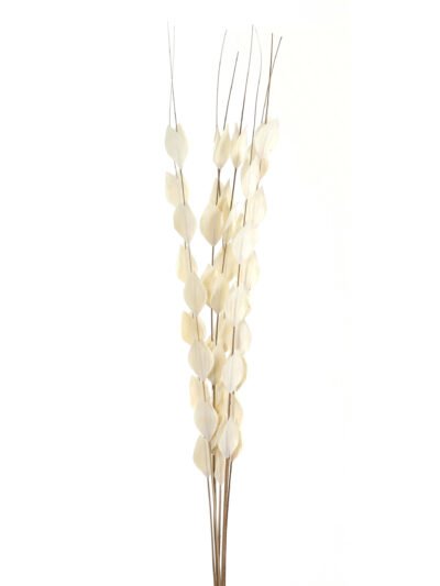 Bouquet Of Dried Thlaspi Arvense