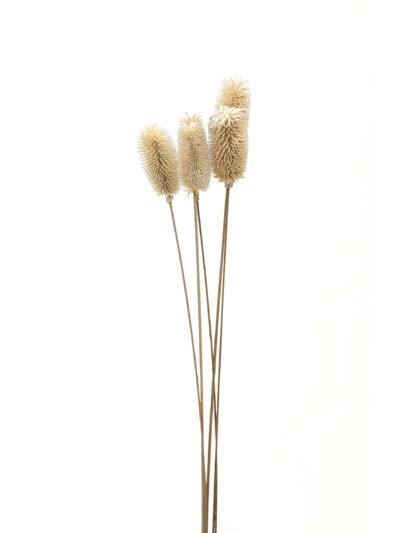 Bouquet Of Dried Tall Thistle