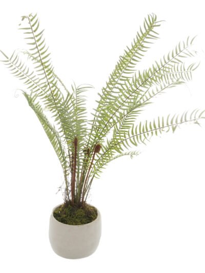 White Potted Boston Fern