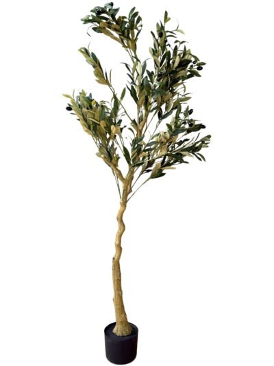 Calabria Olive Tree