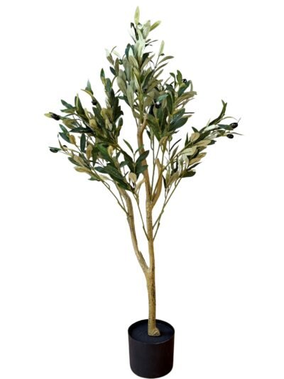 Calabria Small Olive Tree
