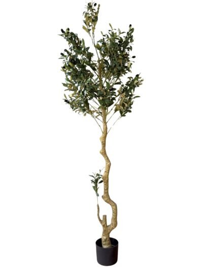 Calabria Large Olive Tree