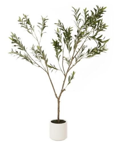 Apulia Olive Tree In White Pot 180Cm