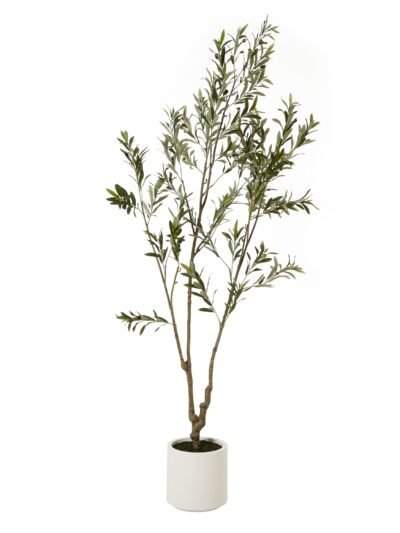 Apulia Olive Tree In White Pot 210Cm