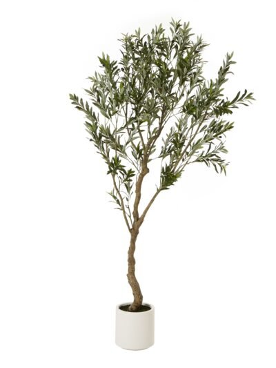 Apulia Olive Tree In White Pot 200Cm