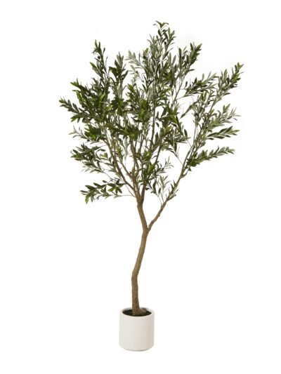Apulia Olive Tree In White Pot 240Cm