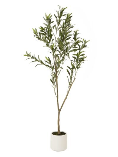 Apulia Olive Tree In White Pot 150Cm