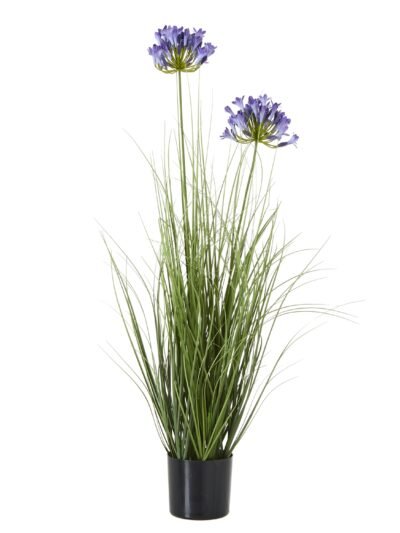 Blue Agapanthus Plant In Pot