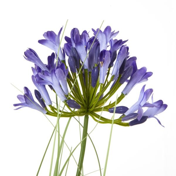 Blue Agapanthus Plant In Pot - Image 2