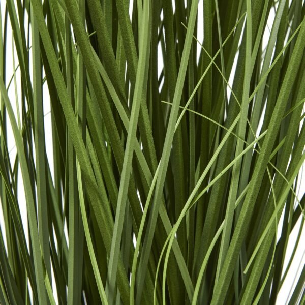 Blue Agapanthus Plant In Pot - Image 3