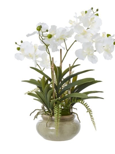 White Vanda Orchid Plant In Ceramic Pot
