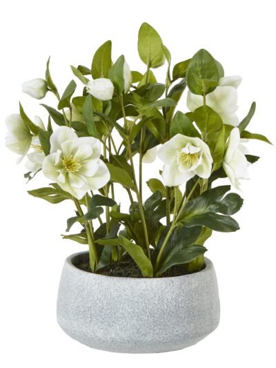 White Hellebore Plant In Grey Pot