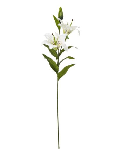 White Madonna Lily Spray