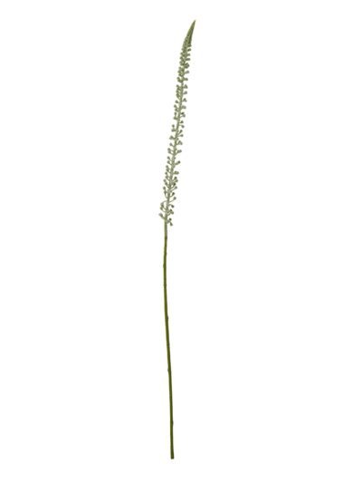 White Eremurus Stem