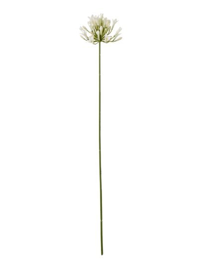 Cream Agapanthus Spray