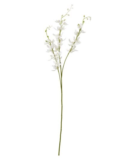 White Cymbidium Spray