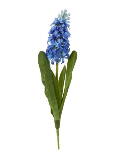 Blue Hyacinth Stem