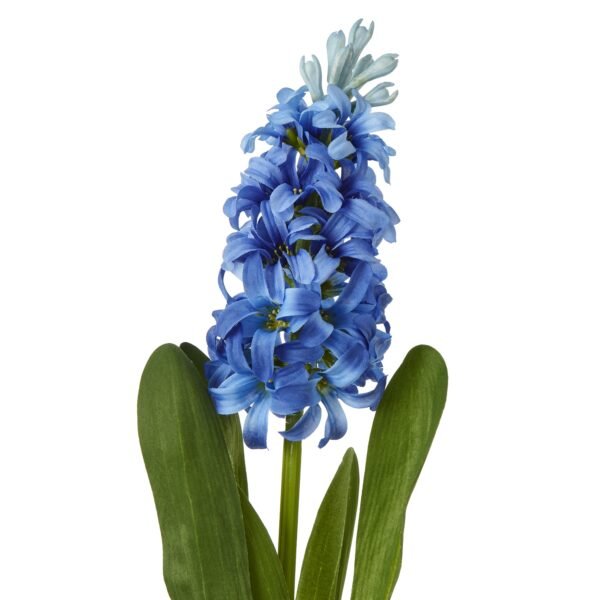 Blue Hyacinth Stem - Image 2