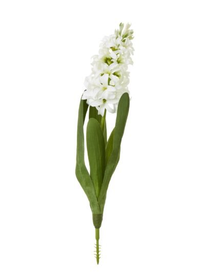 White Hyacinth Stem