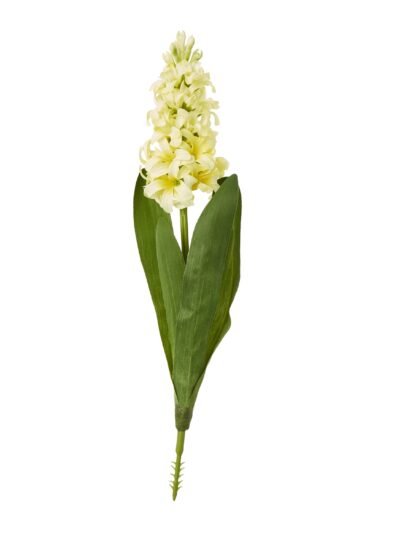 Yellow Hyacinth Stem