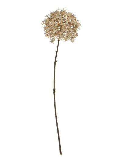 Coffee Allium